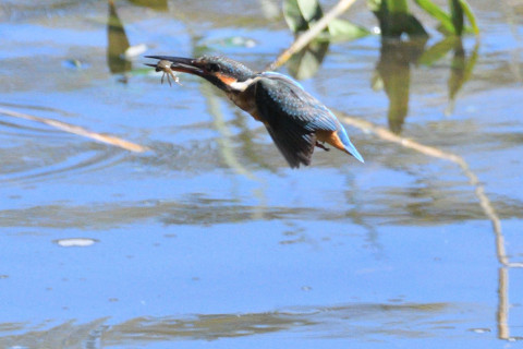 0.5倍トリミング 2019/10月 SIGMA150-600C+D500 600mm F8 ss1/2500 ISO2200 AF-C 25点