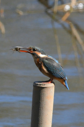 約0.67倍トリミング 2019/10月 SIGMA150-600C+D500 600mm F8 ss1/2000 ISO1600