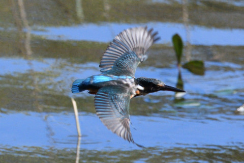 0.5倍トリミング 2019/10月 SIGMA150-600C+D500 600mm F8 ss1/2000 ISO1250 AF-C シングル