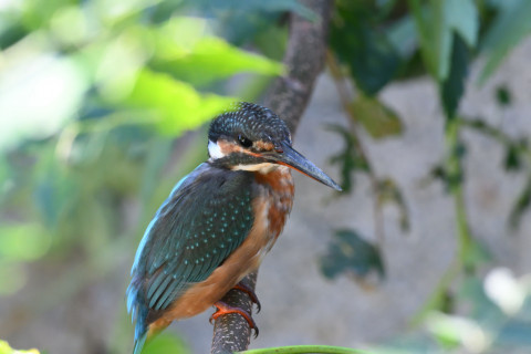 2019/10月 SIGMA150-600C+D500 600mm F8 ss1/100 ISO3200