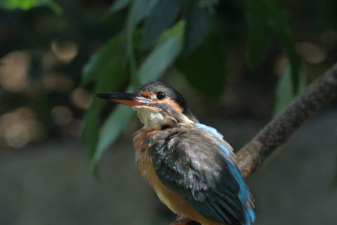 2019/10月 SIGMA150-600C+D500 460mm F8 ss1/125 ISO500