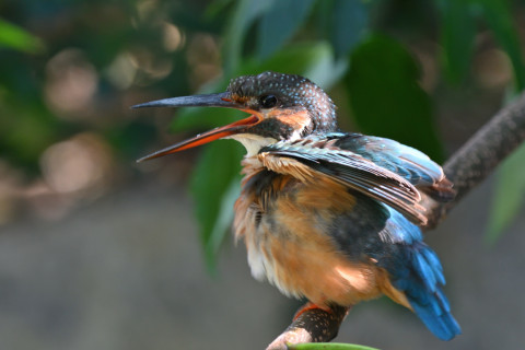 2019/10月 SIGMA150-600C+D500 460mm F6.3 ss1/125 ISO1100