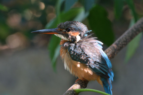 019/10月 SIGMA150-600C+D500 460mm F6.3 ss1/125 ISO640