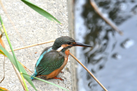 2019/10月 SIGMA150-600C+D500 600mm F8 ss1/800 ISO3200