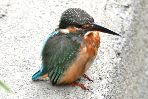 約0.33倍トリミング 2019/10月 SIGMA150-600C+D500 600mm F8 ss1/320 ISO1400