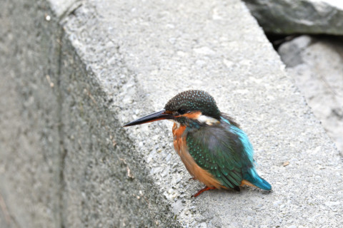 2019/10月 SIGMA150-600C+D500 600mm F8 ss1/125 ISO500