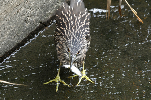 2019/10月 SIGMA150-600C+D500 350mm F8 ss1/400 ISO1600