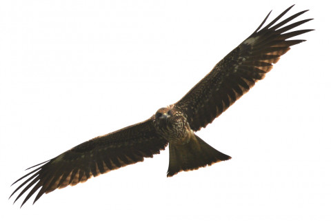 約0.33倍トリミング 2019/10月 SIGMA150-600C+D500 450mm F8 ss1/3200 ISO400 AF-C シングル