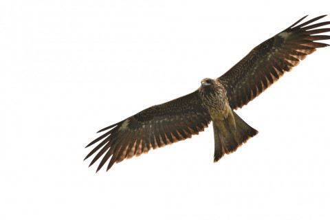 2019/10月 SIGMA150-600C+D500 450mm F8 ss1/3200 ISO1000 AF-C シングル 