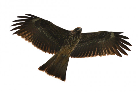 約0.33倍トリミング 2019/10月 SIGMA150-600C+D500 320mm F8 ss1/3200 ISO900 AF-C シングル