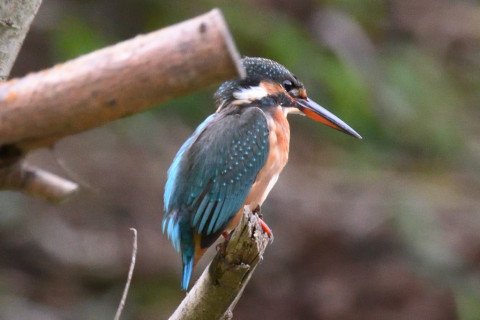 約0.67倍トリミング 2019/10月 SIGMA150-600C+D500 600mm F8 ss1/320 ISO2800