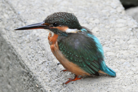 約0.33倍トリミング 2019/10月 SIGMA150-600C+D500 600mm F6.3 ss1/250 ISO1400