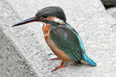 約0.33倍トリミング 2019/10月 SIGMA150-600C+D500 600mm F6.3 ss1/160 ISO1100