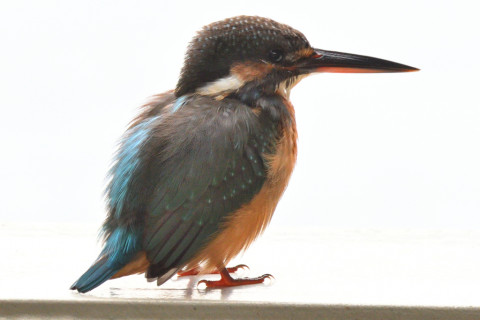 約0.33倍トリミング 2019/10月 SIGMA150-600C+D500 600mm F8 ss1/200 ISO720