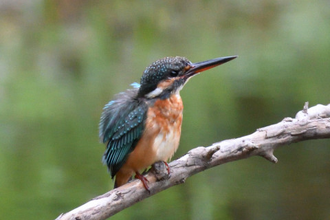 約0.67倍トリミング 2019/10月 SIGMA150-600C+D500 600mm F8 ss1/250 ISO2500