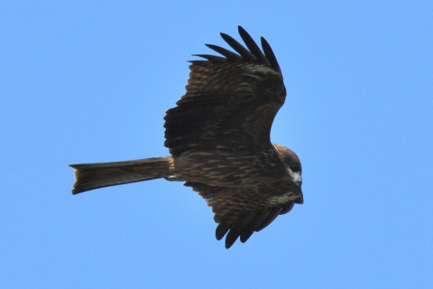 約0.67倍トリミング 2019/10月 SIGMA150-600C+D500 600mm F8 ss1/1250 ISO250 AF-C シングル