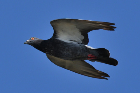 0.5倍トリミング 2019/10月 SIGMA150-600C+D500 600mm F8 ss1/1600 ISO800 AF-C シングル 