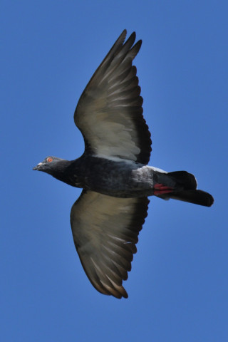 0.4倍トリミング 2019/10月 SIGMA150-600C+D500 600mm F8 ss1/1600 ISO800 AF-C シングル 