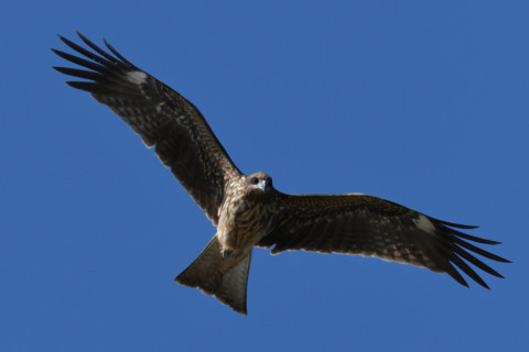 0.4倍トリミング 2019/10月 SIGMA150-600C+D500 600mm F8 ss1/1600 ISO640 AF-C シングル 