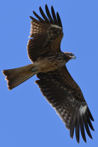 0.4倍トリミング 2019/10月 SIGMA150-600C+D500 600mm F8 ss1/1600 ISO1400 AF-C シングル