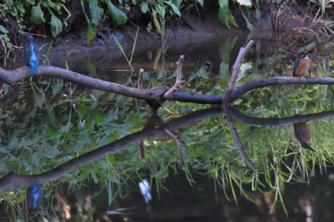 約0.29倍トリミング 2019/10月 SIGMA150-600C+D500 340mm F8 ss1/1250 ISO4000