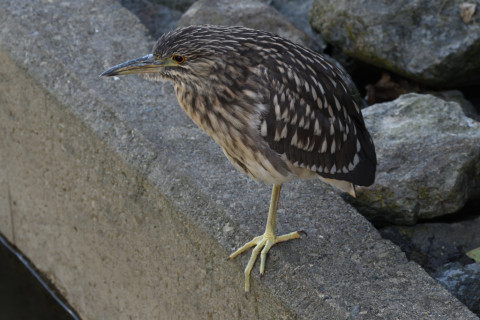 2019/10月 SIGMA150-600C+D500 360mm F8 ss1/125 ISO1600