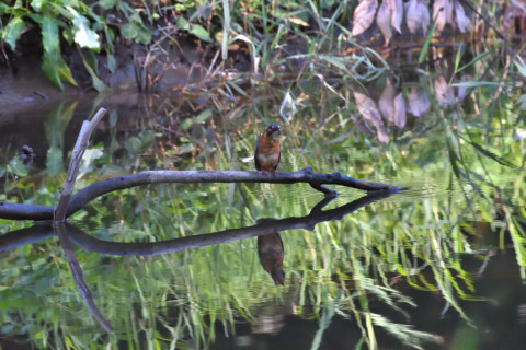 0.4倍トリミング 2019/10月 SIGMA150-600C+D500 600mm F8 ss1/1250 ISO4000