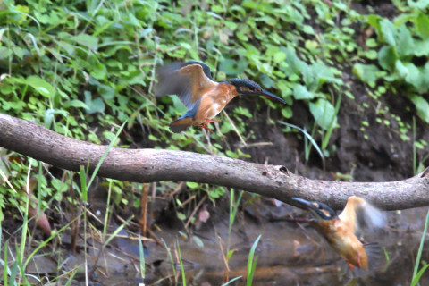 約0.29倍トリミング 2019/10月 SIGMA150-600C+D500 600mm F8 ss1/1000 ISO4000 AF-C シングル
