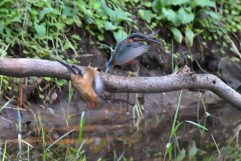 約0.29倍トリミング 2019/10月 SIGMA150-600C+D500 600mm F8 ss1/1000 ISO4000 AF-C シングル