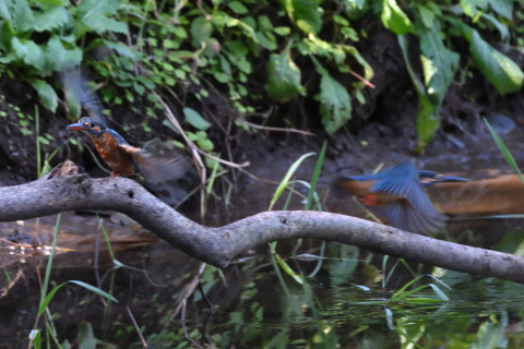 約0.29倍トリミング 2019/10月 SIGMA150-600C+D500 600mm F8 ss1/400 ISO4000 AF-C シングル