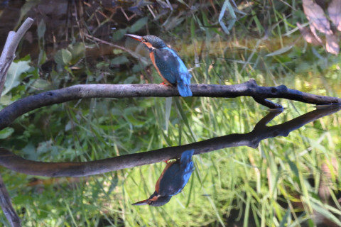 約0.33倍トリミング 2019/10月 SIGMA150-600C+D500 550mm F8 ss1/400 ISO4000