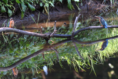 2019/10月 SIGMA150-600C+D500 550mm F8 ss1/400 ISO4000