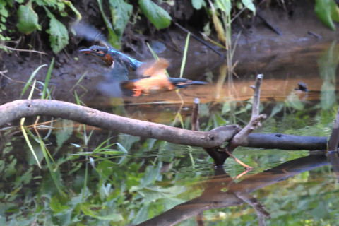 約0.29倍トリミング 2019/10月 SIGMA150-600C+D500 550mm F8 ss1/400 ISO4000 AF-C シングル