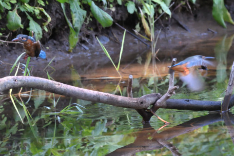 約0.29倍トリミング 2019/10月 SIGMA150-600C+D500 550mm F8 ss1/400 ISO4000 AF-C シングル