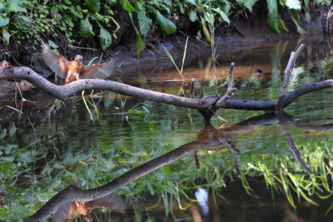 2019/10月 SIGMA150-600C+D500 550mm F8 ss1/400 ISO4000 AF-C シングル