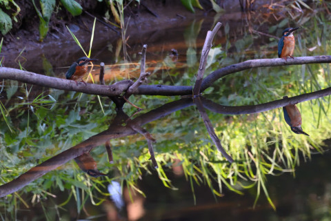 2019/10月 SIGMA150-600C+D500 550mm F8 ss1/400 ISO4000