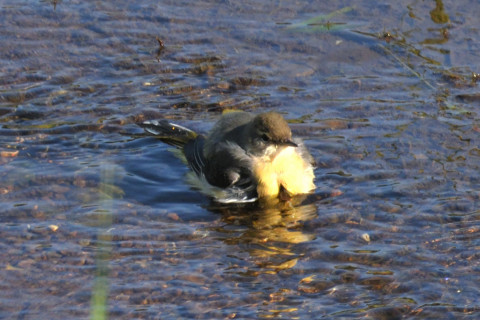 約0.67倍トリミング 2019/10月 SIGMA150-600C+D500 600mm F8 ss1/1250 ISO1000 