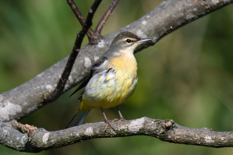 約0.67倍トリミング 2019/10月 SIGMA150-600C+D500 600mm F8 ss1/1000 ISO560