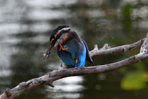 約0.67倍トリミング 2019/10月 SIGMA150-600C+D500 550mm F8 ss1/320 ISO640 AF-C シングル