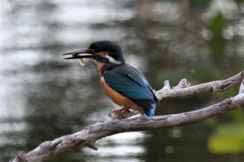 約0.67倍トリミング 2019/10月 SIGMA150-600C+D500 550mm F8 ss1/320 ISO900 AF-C シングル 