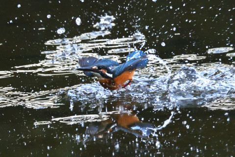 0.5倍トリミング 2019/10月 SIGMA150-600C+D500 550mm F8 ss1/800 ISO4000 AF-C シングル 
