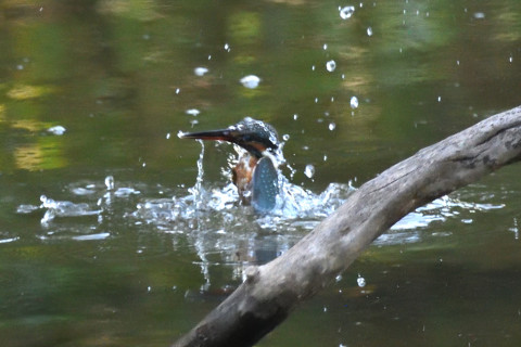 0.5倍トリミング 2019/10月 SIGMA150-600C+D500 550mm F8 ss1/640 ISO4000 AF-C シングル