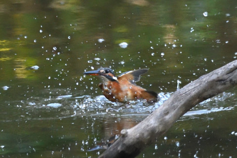 0.5倍トリミング 2019/10月 SIGMA150-600C+D500 550mm F8 ss1/640 ISO4000 AF-C シングル