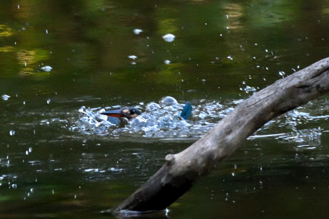 0.5倍トリミング 2019/10月 SIGMA150-600C+D500 550mm F8 ss1/640 ISO4000 AF-C シングル