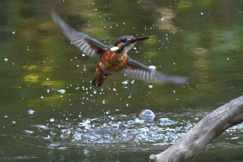 0.5倍トリミング 2019/10月 SIGMA150-600C+D500 550mm F8 ss1/640 ISO4000 AF-C シングル