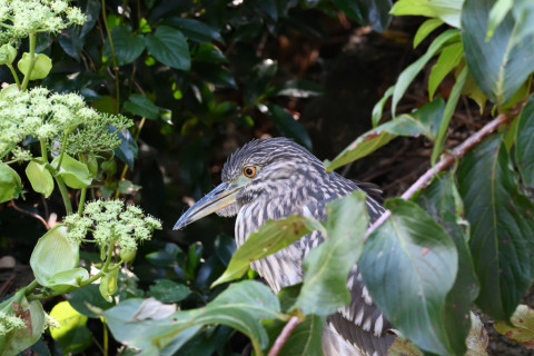 2019/10月 SIGMA150-600C+D500 260mm F8 ss1/125 ISO2500