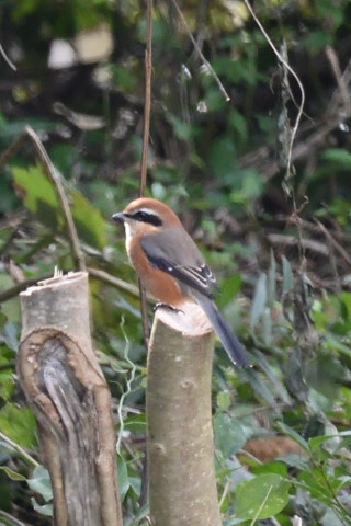 トリミング 2019/10月 SIGMA150-600C+D500 600mm F8 ss1/320 ISO1800