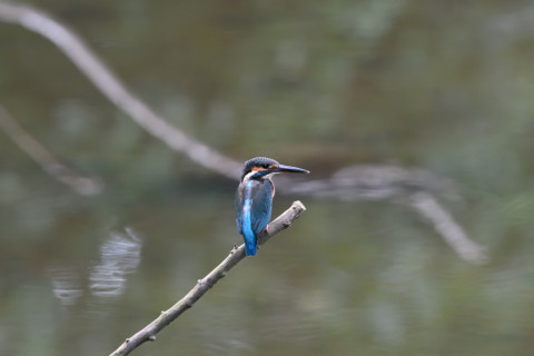 2019/10月 SIGMA150-600C+D500 600mm F8 ss1/200 ISO2000