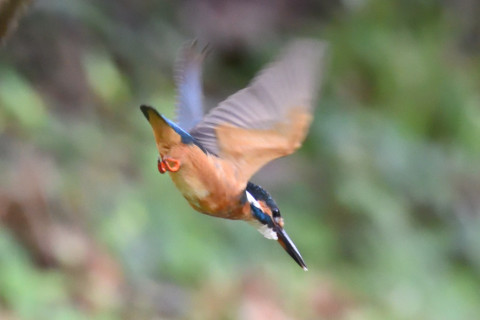 0.5倍トリミング 2019/10月 SIGMA150-600C+D500 600mm F7.1 ss1/500 ISO4000 AF-C シングル