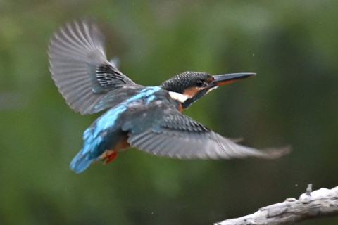 約0.6倍トリミング 2019/10月 SIGMA150-600C+D500 600mm F7.1 ss1/1250 ISO4000 AF-C シングル